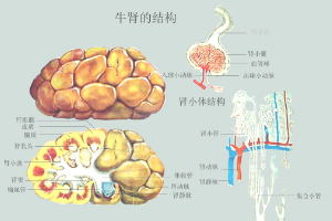 牛<em>腎</em>的結構