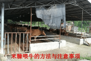 畜禽智能化養殖專業《米糠喂牛的方法與注意事項》