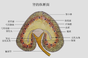 <em>腎</em>的縱斷面