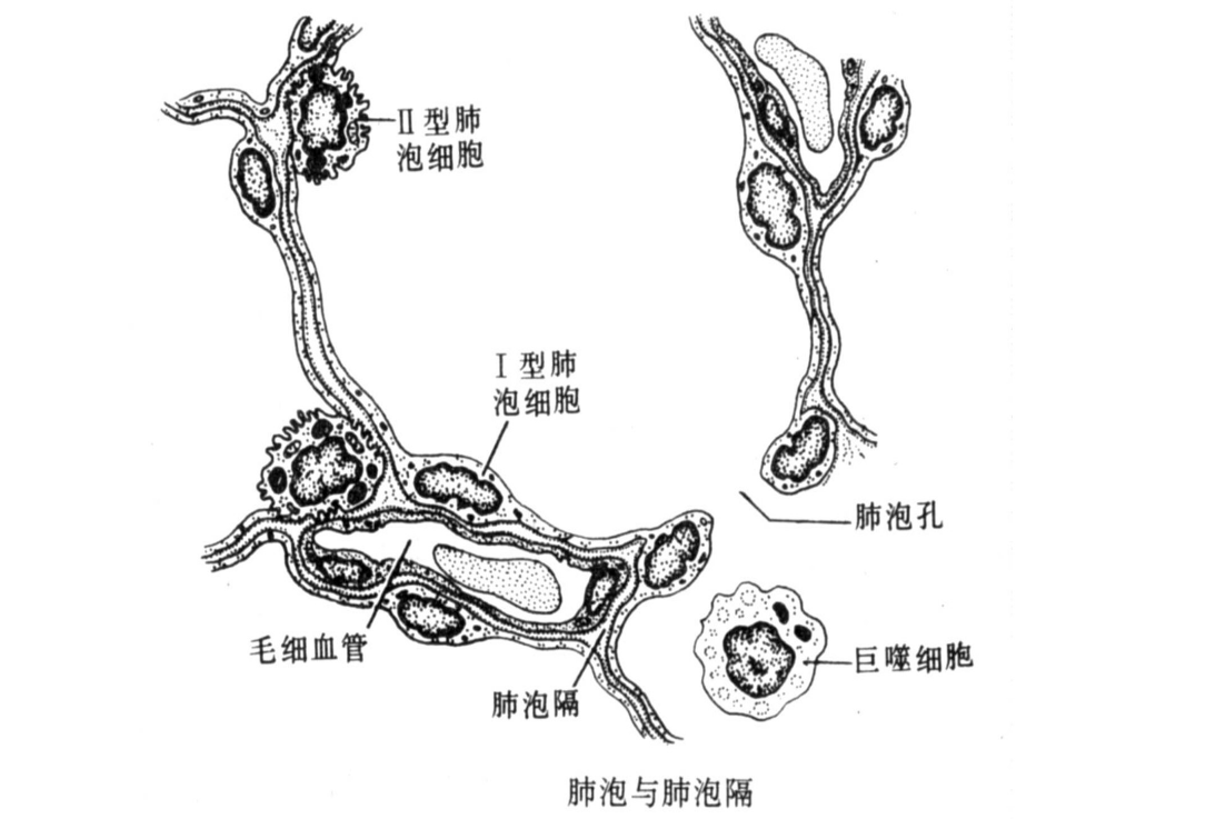 肺泡與肺泡<em>隔</em>
