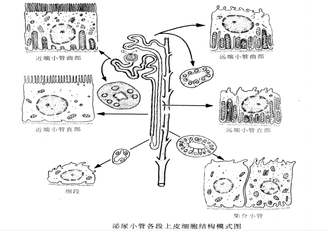 泌尿小管各段<em>上皮</em>細胞結構<em>模式</em><em>圖</em>