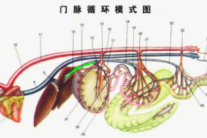 門脈循環<em>模式</em>圖