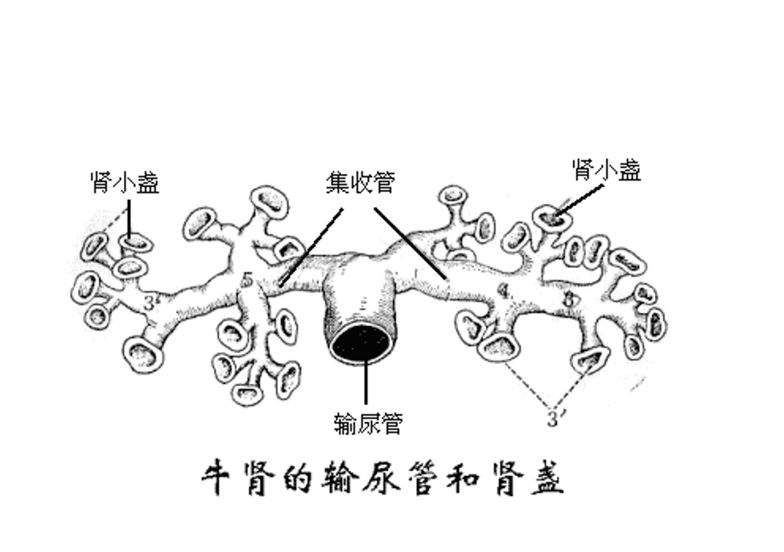 牛<em>腎</em>的輸尿管和<em>腎</em>盞