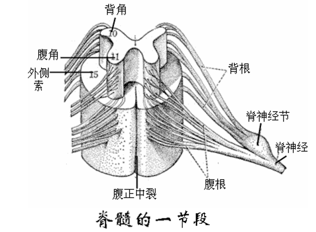 <em>脊髓</em>的一節(jié)段
