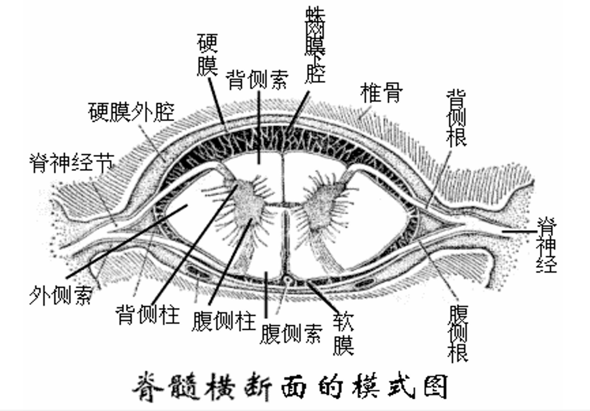 <em>脊髓</em>橫截斷面的<em>模式</em><em>圖</em>