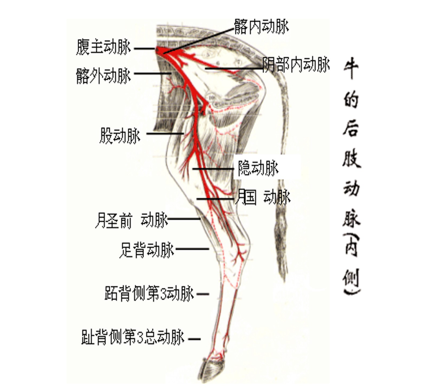 牛的后肢動脈（<em>內側</em>）