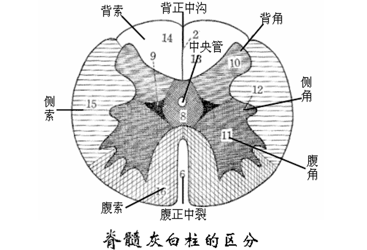 <em>脊髓</em>灰白粒<em>的</em>區(qū)分