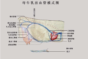 母牛乳房血管模式圖