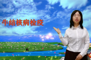 <em>微</em><em>課</em>：畜牧獸醫專業《<em>動物</em>傳染病—牛結核病<em>檢疫</em>技術》