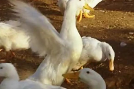 肉<em>鴨</em>飼養<em>技術</em>