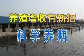 <em>鵝</em><em>的</em>養殖前期準備