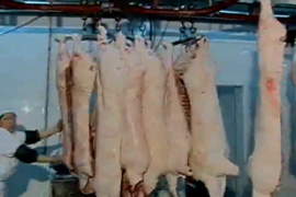 優(yōu)質(zhì)安全豬肉生產(chǎn)技術(shù) 2