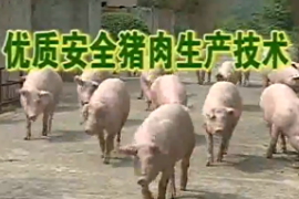 優(yōu)質(zhì)安全豬肉生產(chǎn)技術(shù) 1