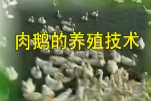 <em>養(yǎng)</em><em>鵝</em><em>養(yǎng)殖</em><em>一點</em><em>通</em> 3