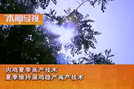 夏季肉雞和蛋雞<em>高產</em>飼養<em>管理</em><em>技術</em> (上集)