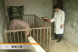 冬季妊娠母豬飼養(yǎng) 肥豬飼養(yǎng) 生豬新品種(2)
