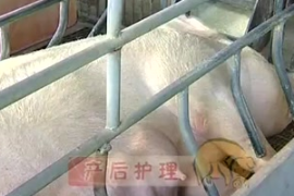 豬<em>的</em>產(chǎn)后管理技術(shù)