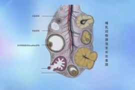 動物生理—卵泡<em>的</em>生長過程