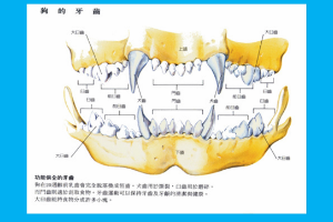 <em>狗</em><em>的</em>牙齒<em>分布</em>圖