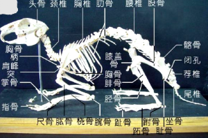 兔子的<em>全身</em><em>骨骼</em>圖