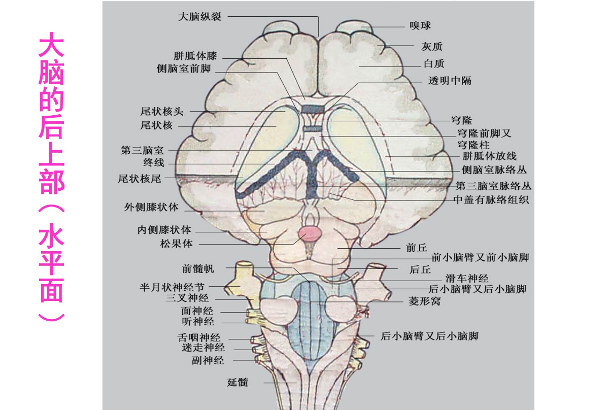 羊大腦的后上部