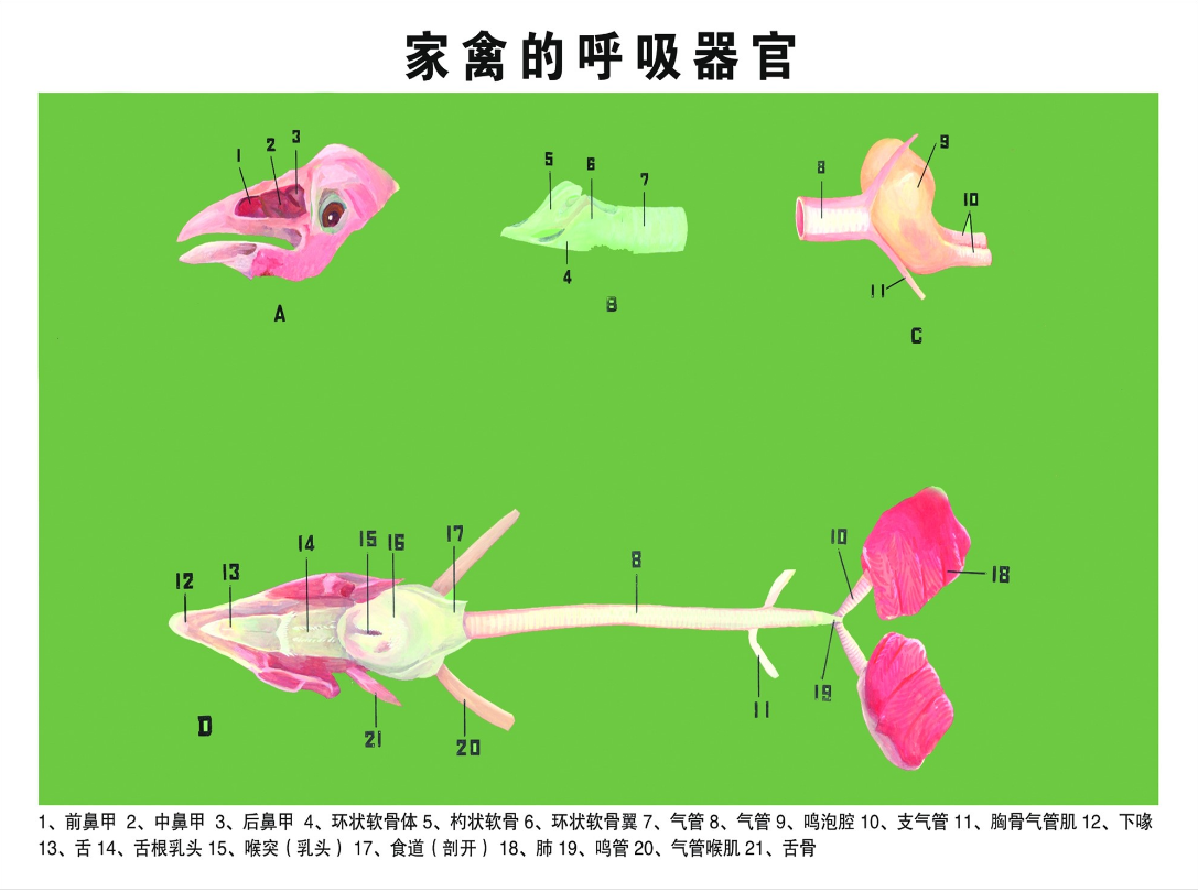 家禽的呼吸器官