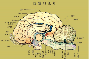 <em>羊</em><em>腦</em>的腦髓的縱斷