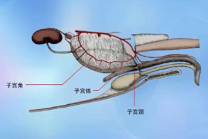 動物生理—分娩<em>的</em>過程