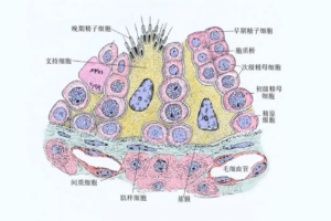 動物生理—精子<em>的</em>生成