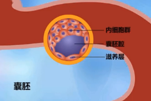 動(dòng)物生理—胚胎的早期發(fā)育