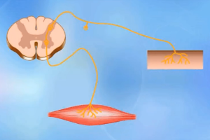 動(dòng)物生理—神經(jīng)<em>調(diào)節(jié)</em>