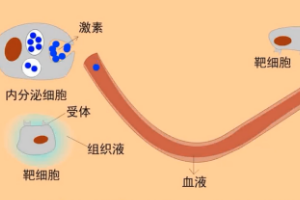 動(dòng)物生理—體液<em>調(diào)節(jié)</em>