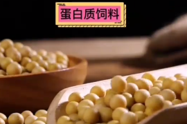 蛋白質飼料有哪些？