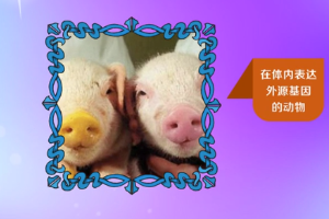 轉基因動物—轉基因工程培育<em>的</em>動物