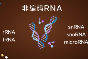 非編碼RNA—不編碼蛋白質的RNA