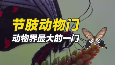 節(jié)肢動物門，動物界最大的一門