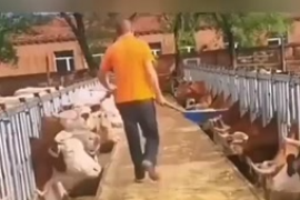 發酵飼料有哪些局限性