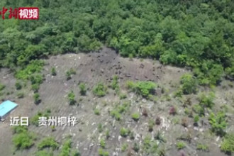 貴州桐梓：特色畜牧“跑山豬”<em>跑出</em>致富“<em>加速度</em>”