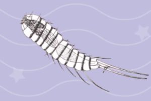 假體腔動(dòng)物—具假體腔<em>的</em>無(wú)脊椎動(dòng)物