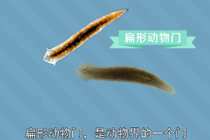 原來.扁形動物門長這樣