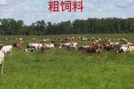 什么是粗飼料？