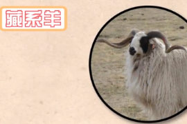 帶你了解藏羊