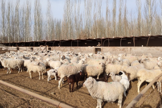 高臺宣化鎮畜牧獸醫工作站開展動物布病防控評估<em>采樣</em>工作（圖3）