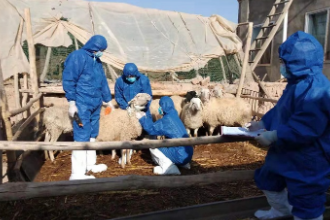高臺宣化鎮畜牧獸醫工作站開展動物布病防控評估<em>采樣</em>工作（圖2）