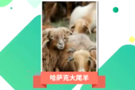 一分鐘了解哈薩克大尾<em>羊</em>