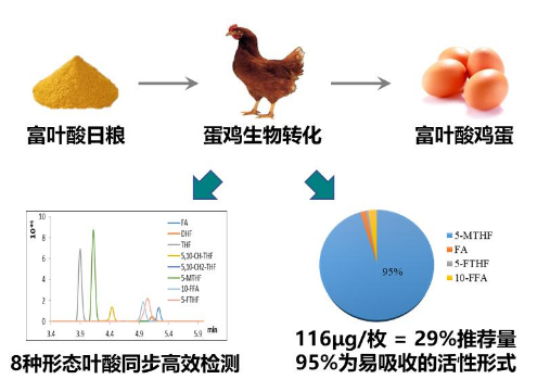 科學家研發富葉酸<em>雞蛋</em>及其質控技術
