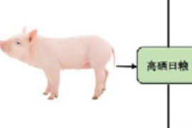 高硒攝入可誘導豬Ⅱ型糖尿病發生