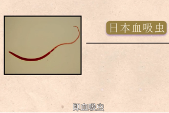 帶您了解復殖目裂體科動物日本血吸蟲