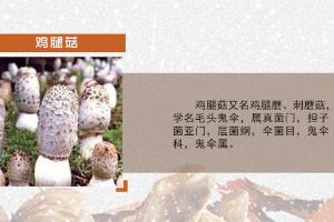 <em>微</em><em>課</em>：<em>園藝</em><em>技術</em><em>專業</em>《<em>食用菌</em><em>生產技術</em>—<em>雞腿菇</em>出菇管理》