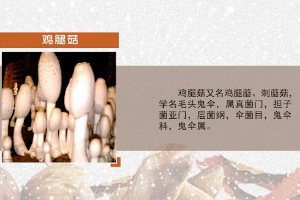<em>微</em><em>課</em>：<em>園藝</em><em>技術</em><em>專業</em>《<em>食用菌</em><em>生產技術</em>—<em>雞腿菇</em>菌種培養》